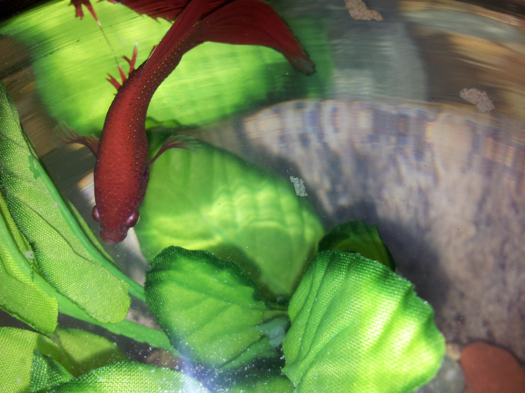 And Bubble