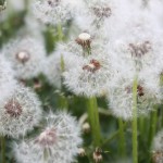 IMG_3251