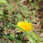 IMG_3481