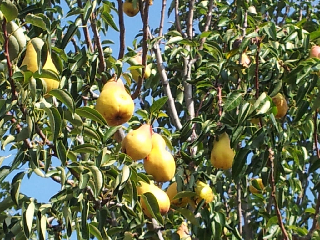 pears