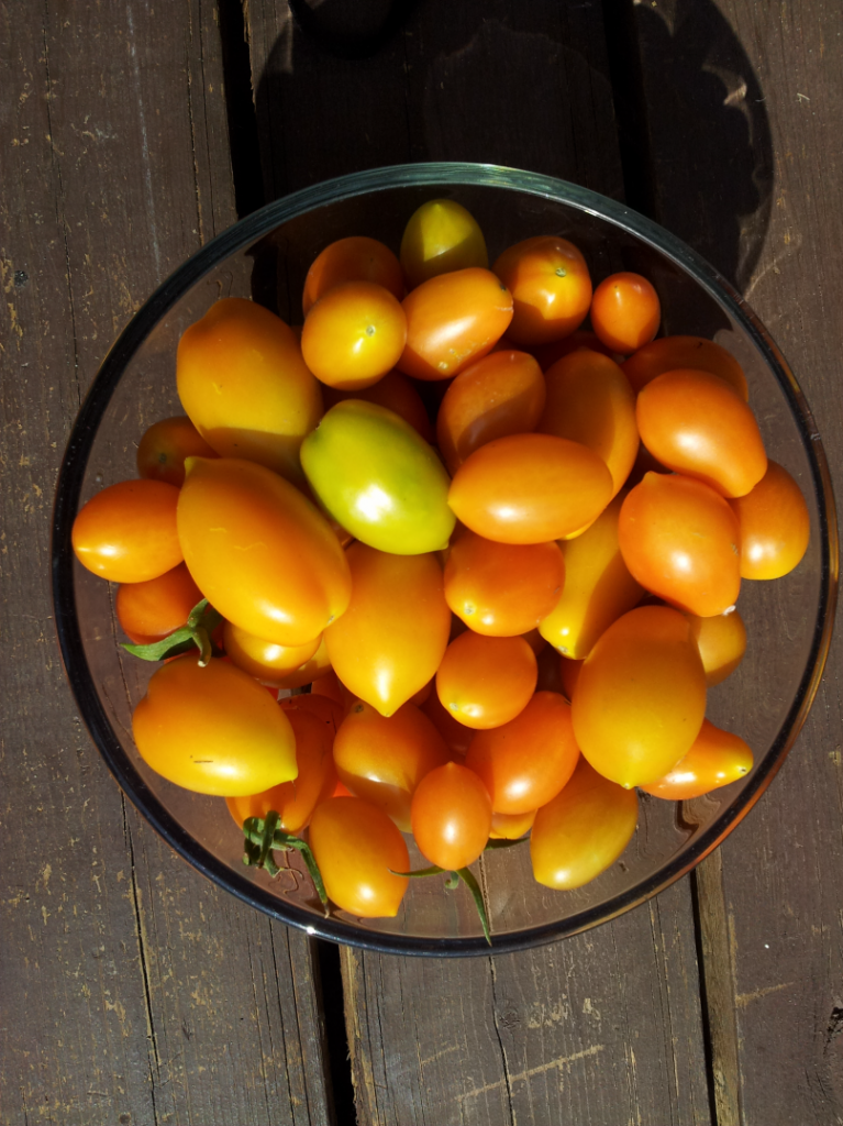 tomatoes